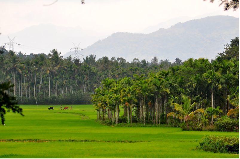 Wayanad Gate Resort 마난타바디 외부 사진